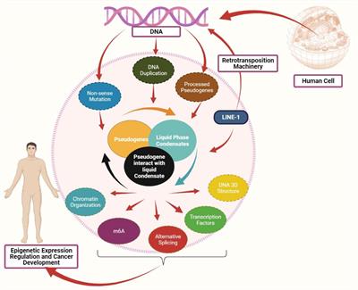 Pseudogenes and Liquid Phase Separation in Epigenetic Expression